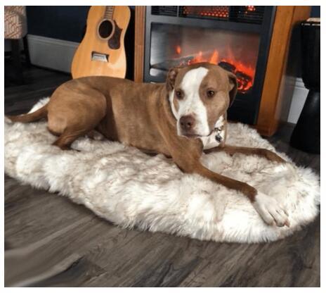 Luxurious Plush Pet Snuggle Blanket